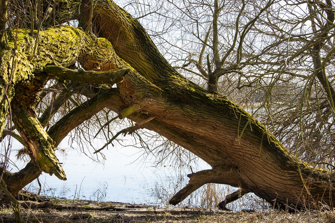 elbe elbufer river free photo