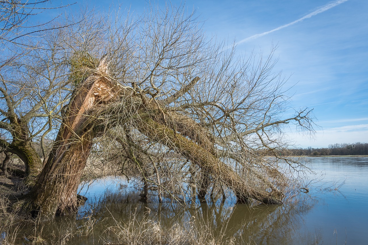 elbe elbufer river free photo