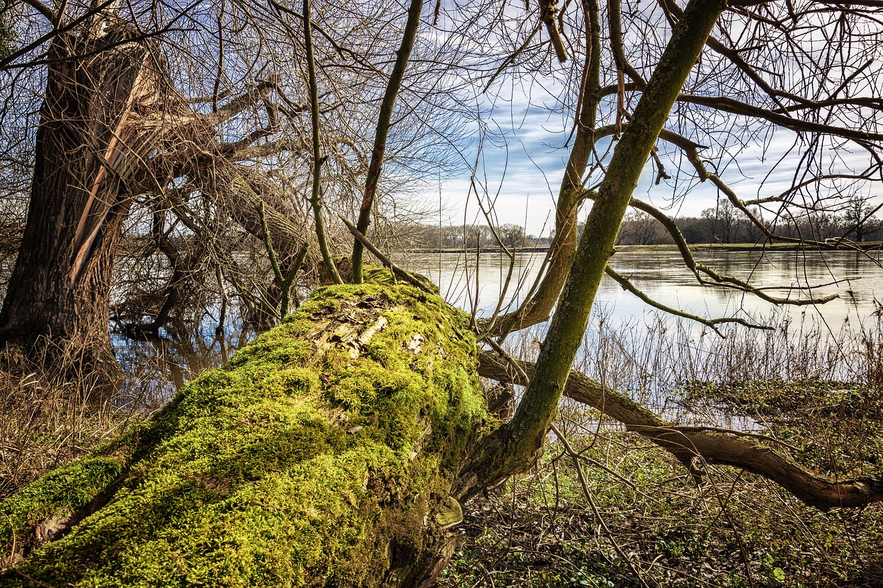 elbe elbufer river free photo