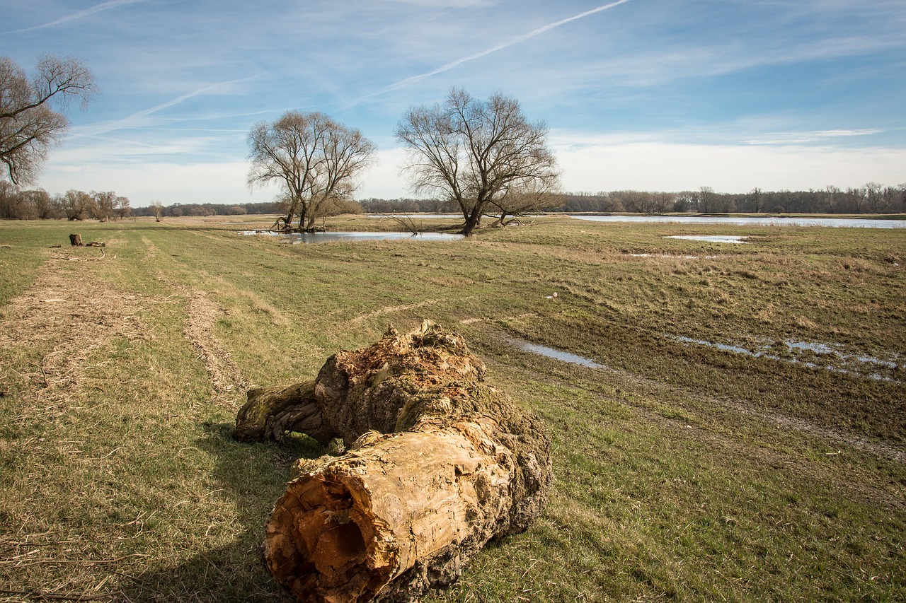 elbe elbufer river free photo