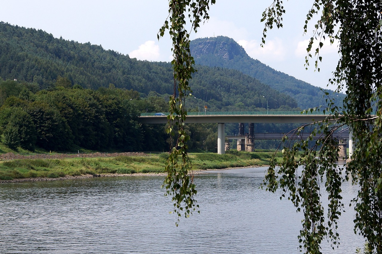 elbe river lily stone free photo