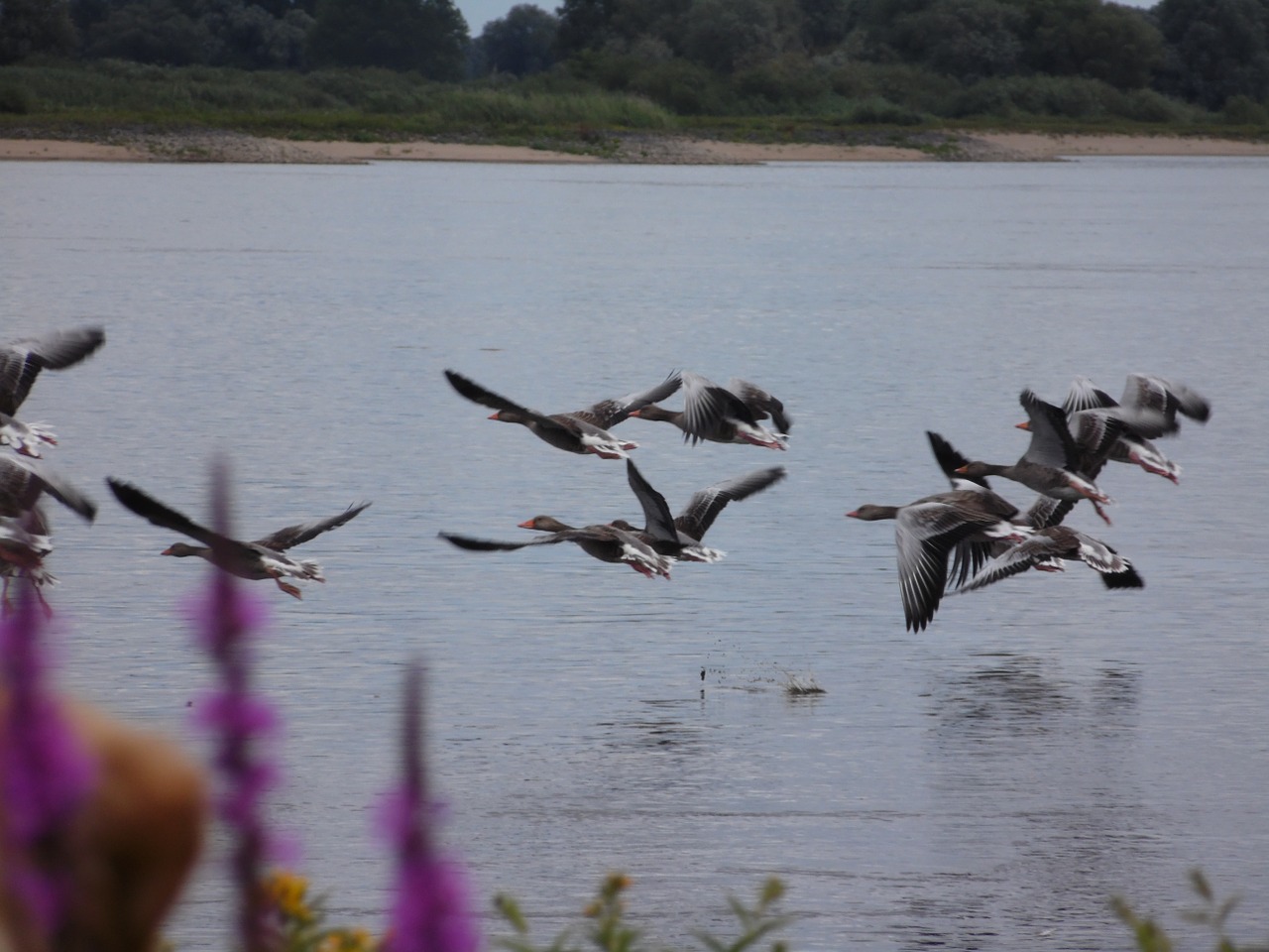 elbe geese nature free photo