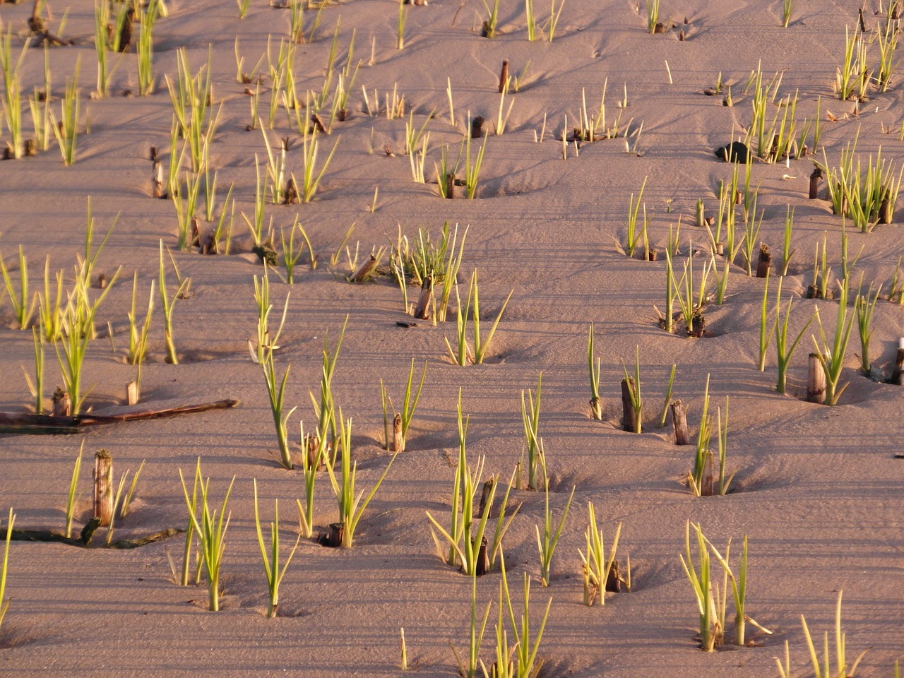 elbe beach reed spring free photo