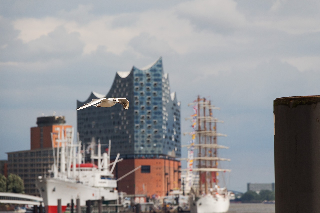 elbe philharmonic hall seagull elphi free photo