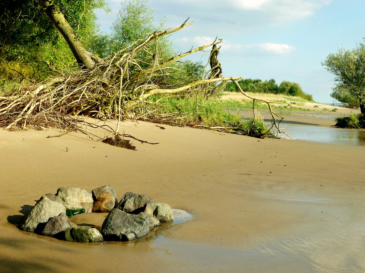 elbstrand same tree roots elbe free photo