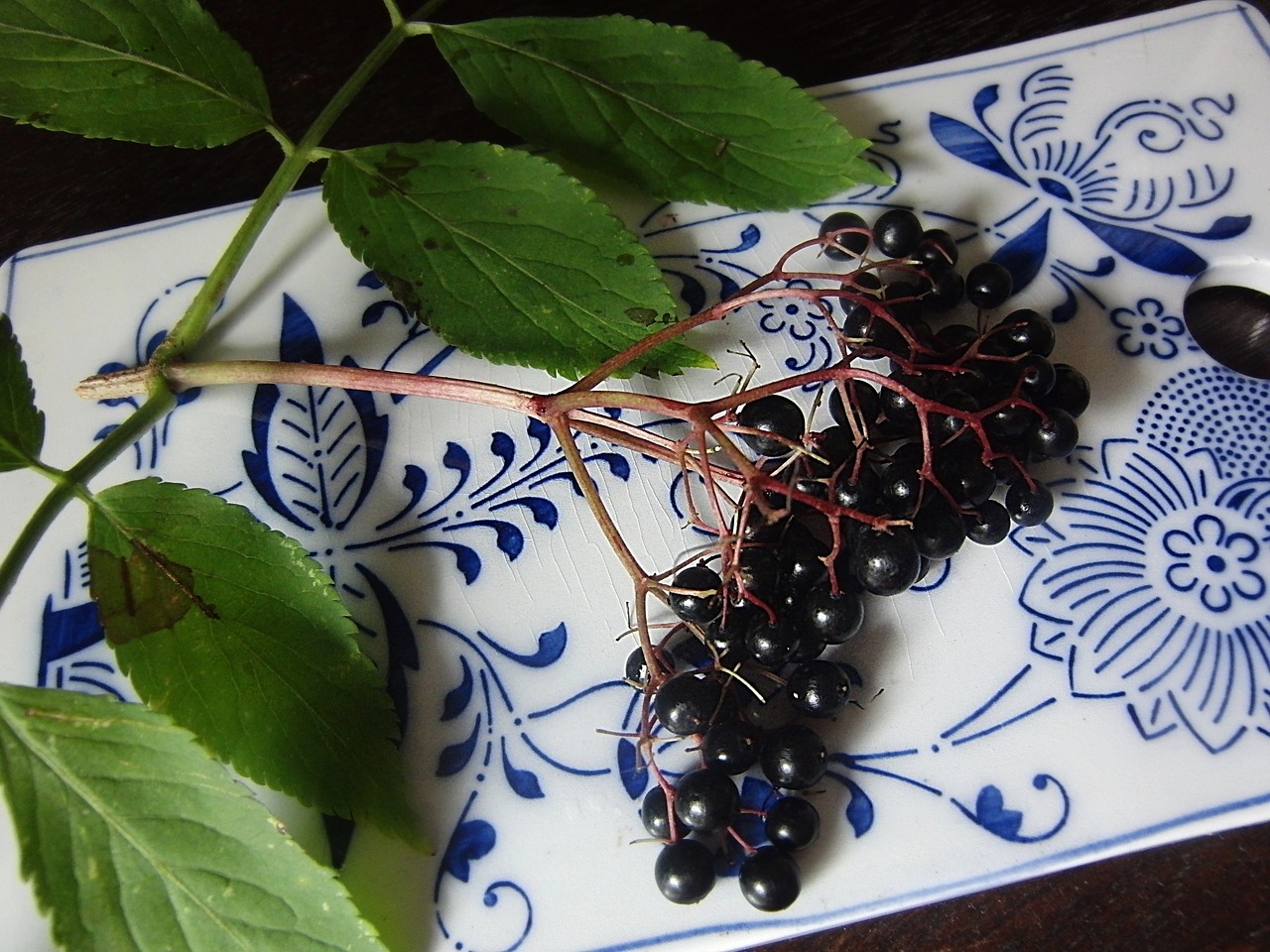 elder berries black elderberry free photo