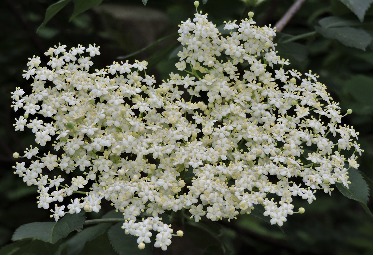 elder sambucus nigra blossom free photo