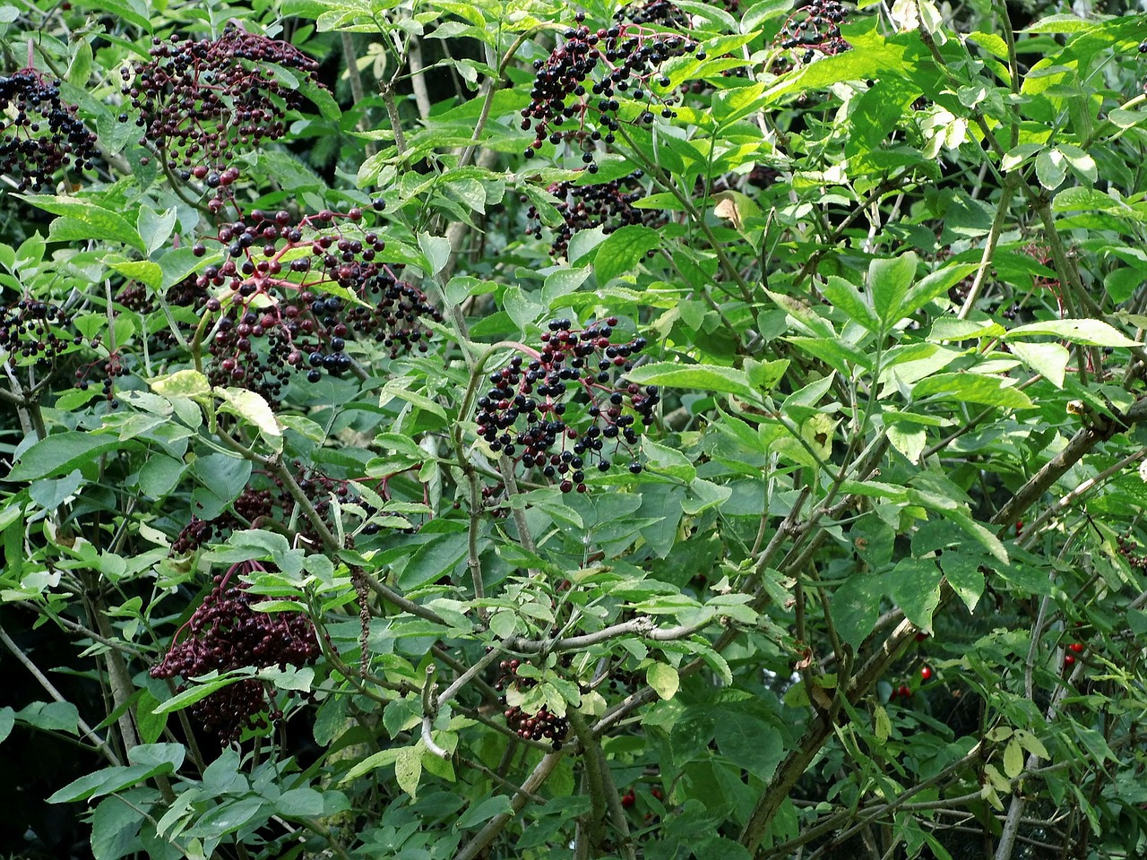 elder bush berries free photo