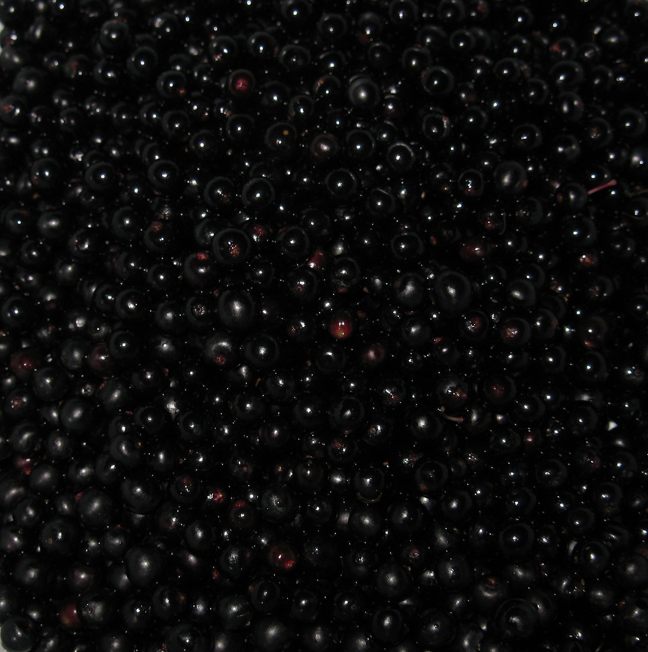 elder holler berries free photo