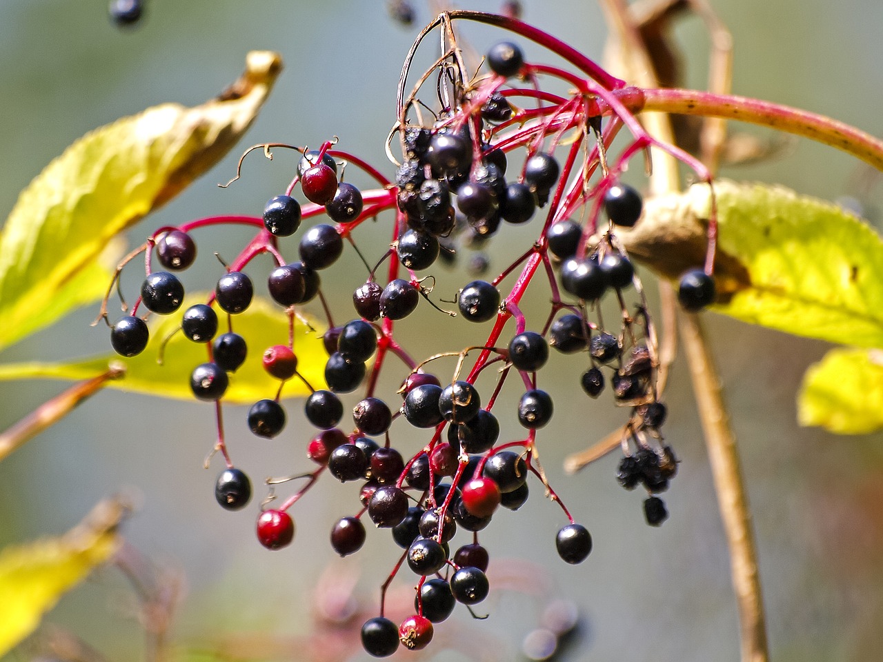 elder tree bush free photo