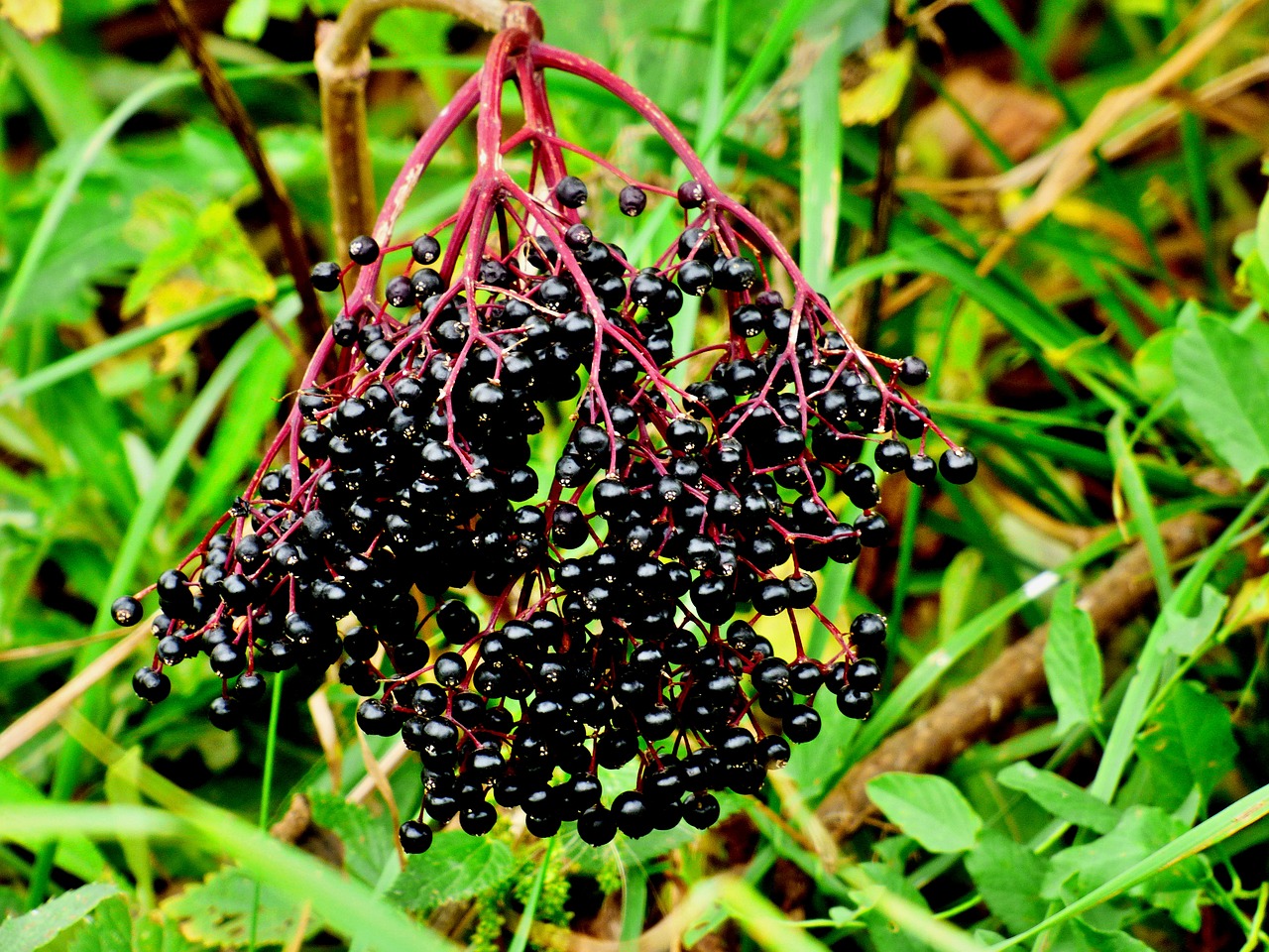 elder black fruits free photo