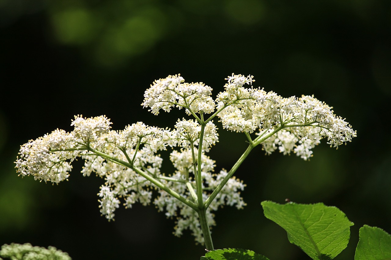 elder  elderflower  white free photo