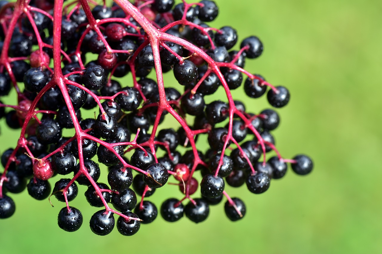 elder  ripe  berries free photo