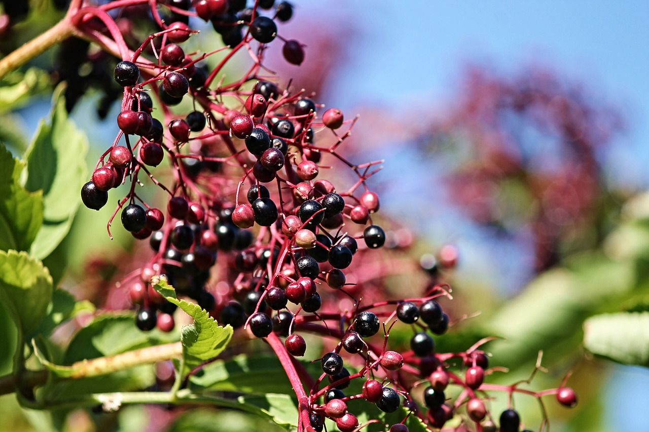 elder  sambucus  mature free photo