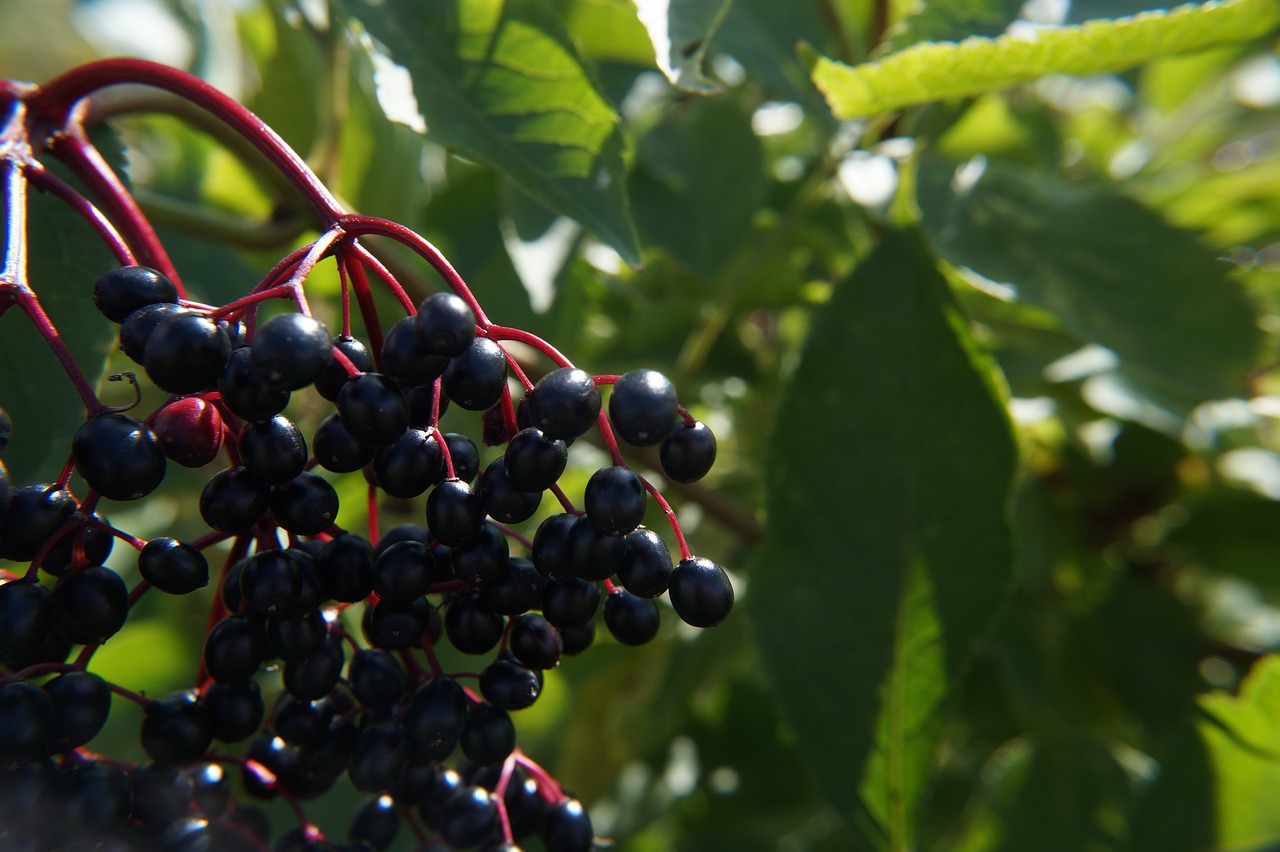 elder  harvest  ripe free photo