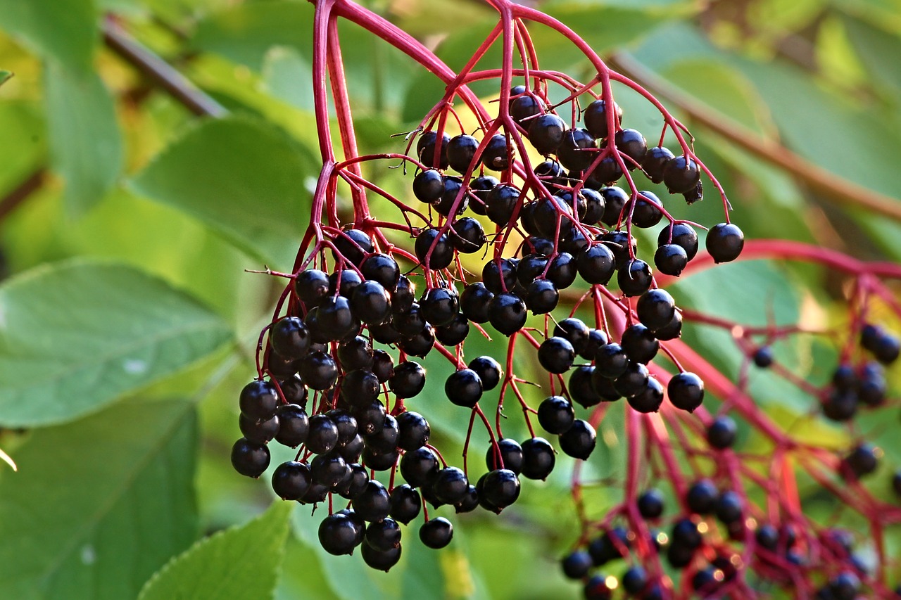 elder  sambucus  mature free photo