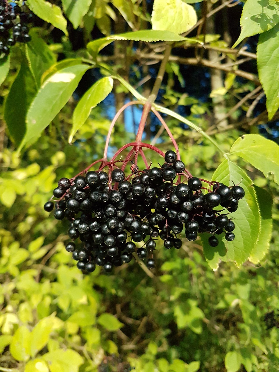 elder  leaves  berries free photo