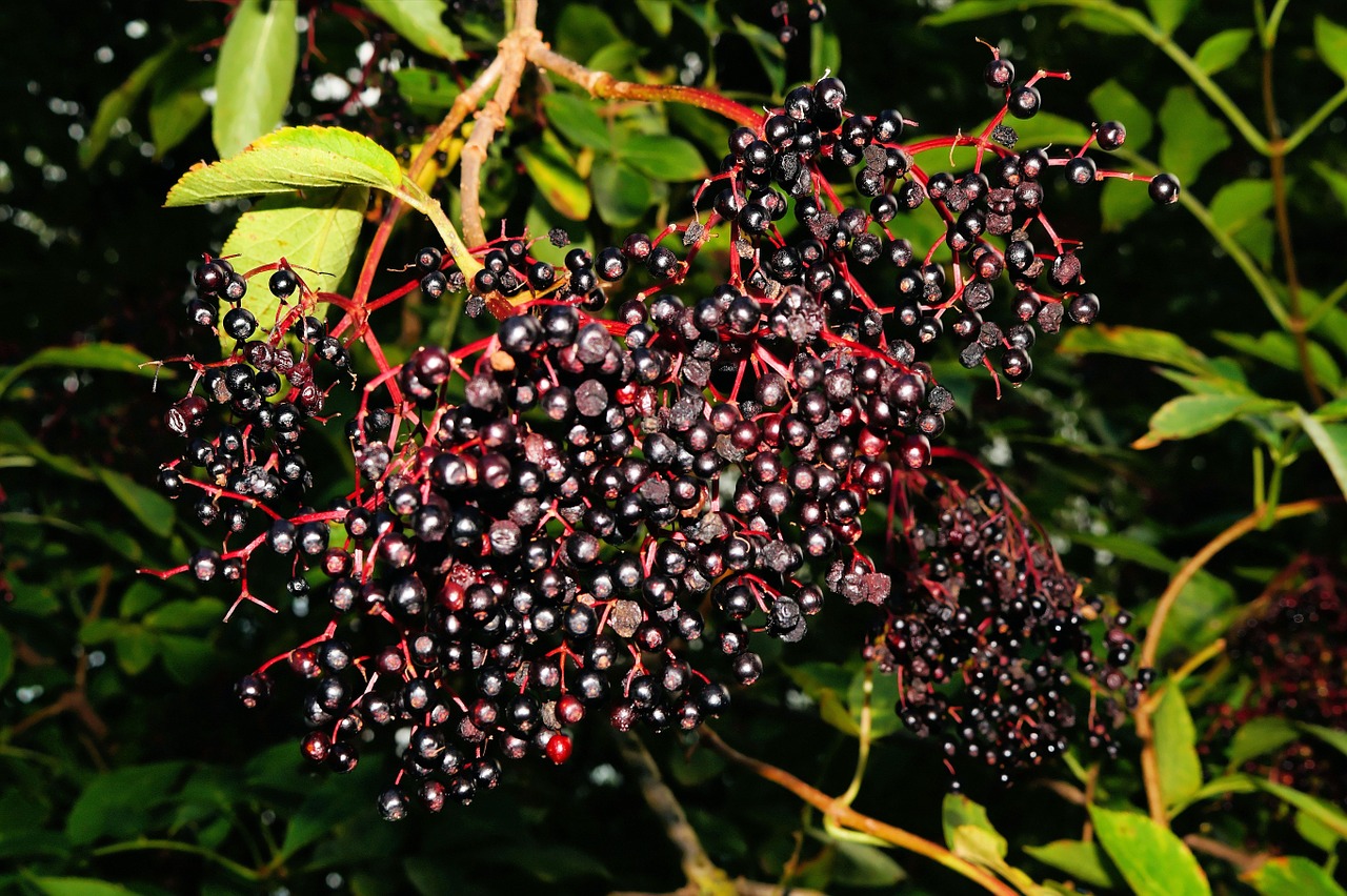 elder berries black free photo