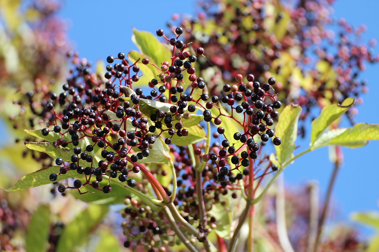 elder black elderberry sambucus nigra free photo