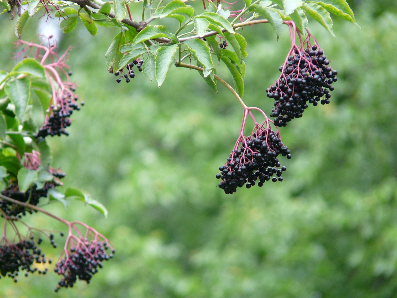 elder black elderberry sambucus nigra free photo