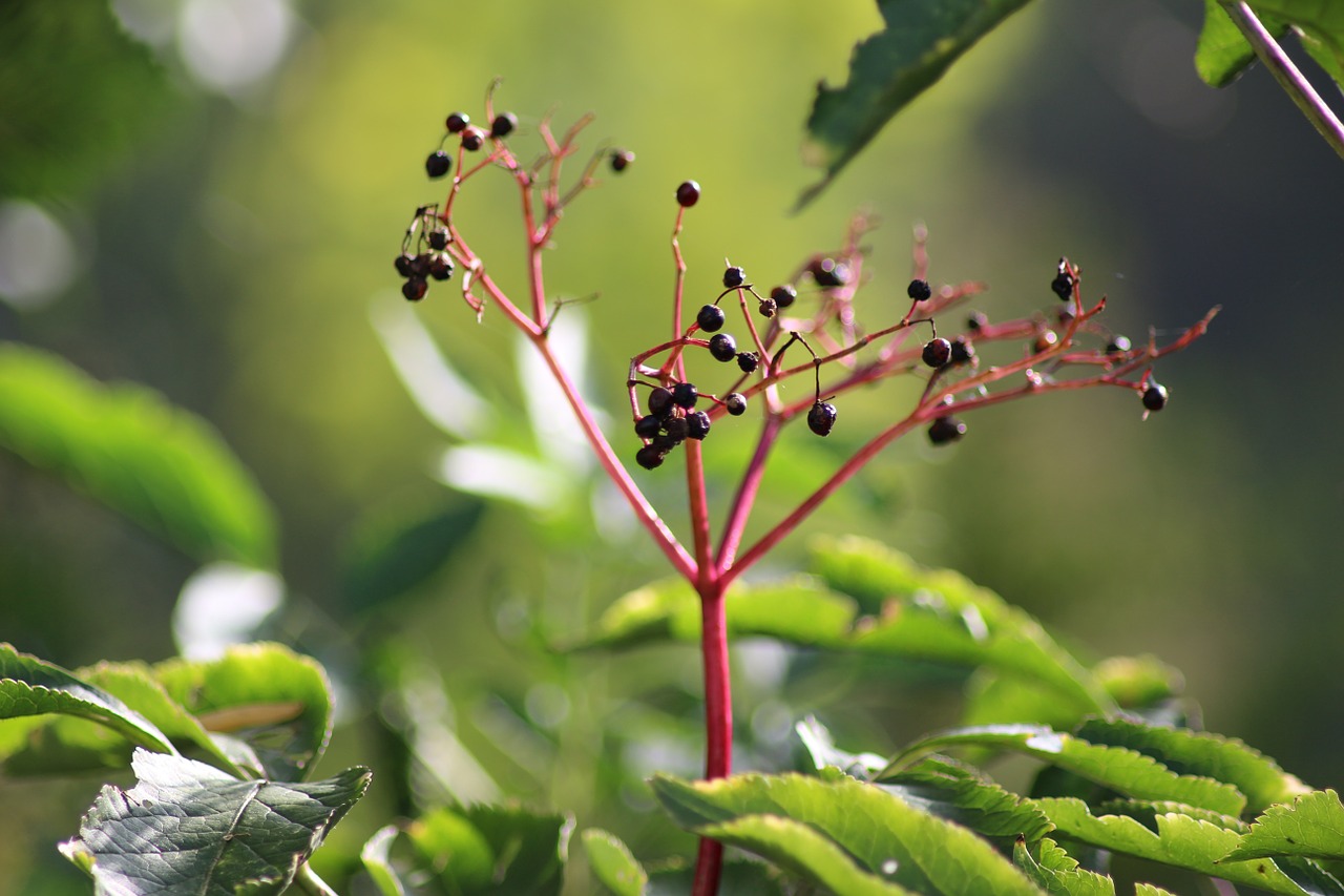 elder autumn fruits free photo