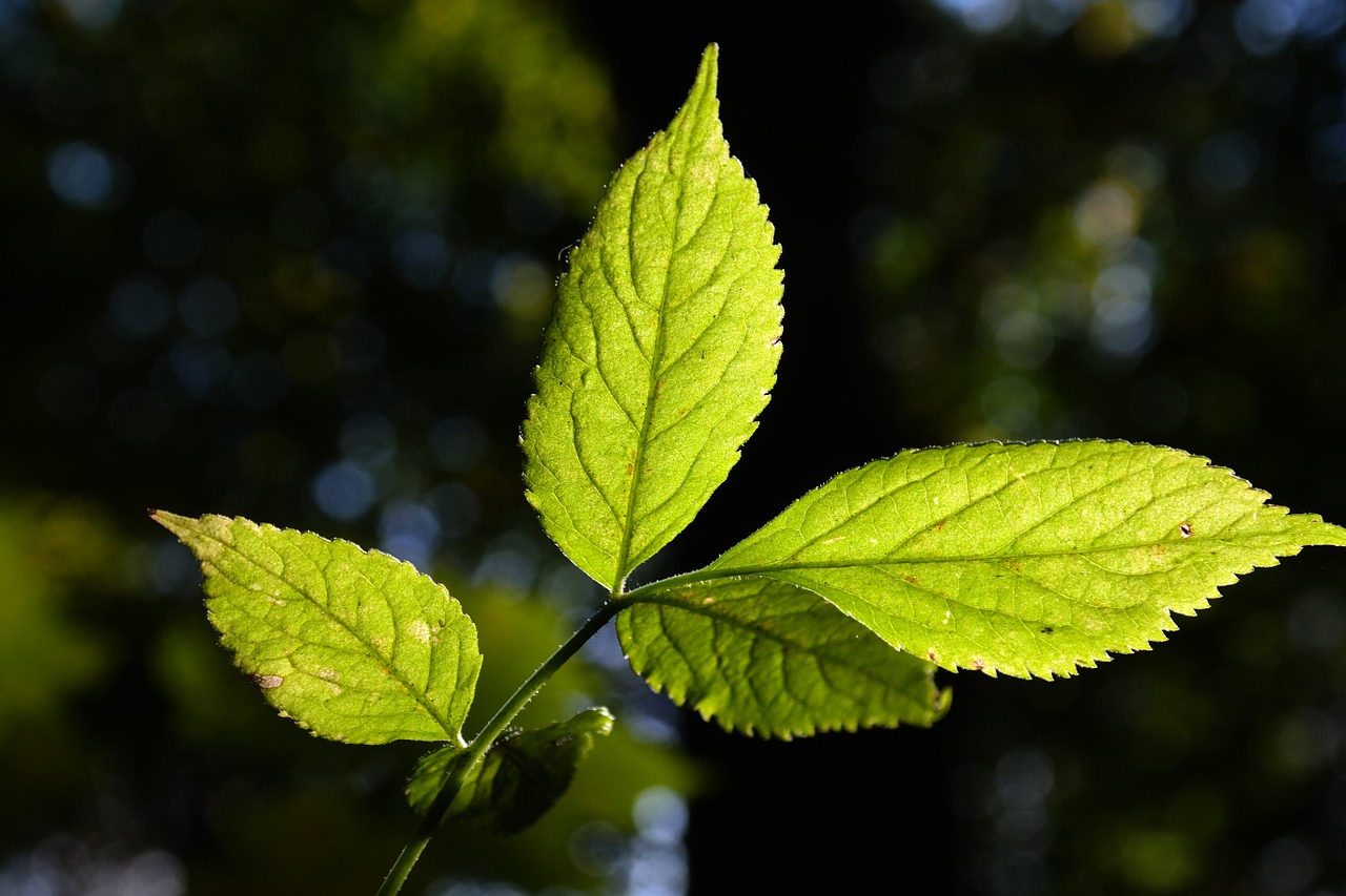 elder leaf green bright free photo