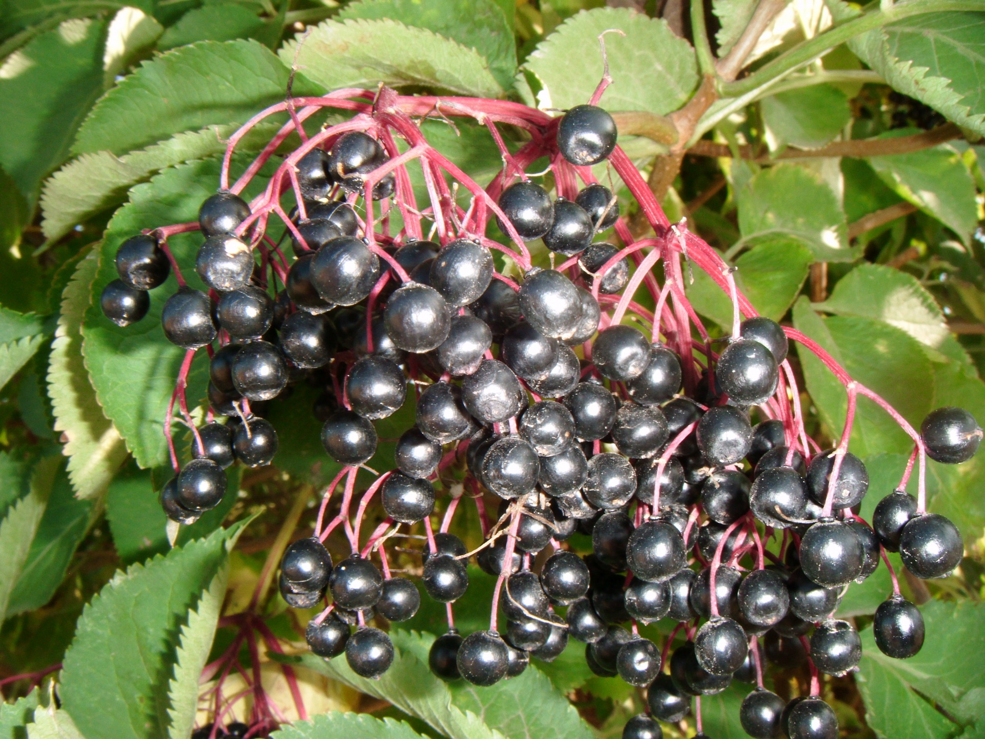 elderberries elderberry tree free photo