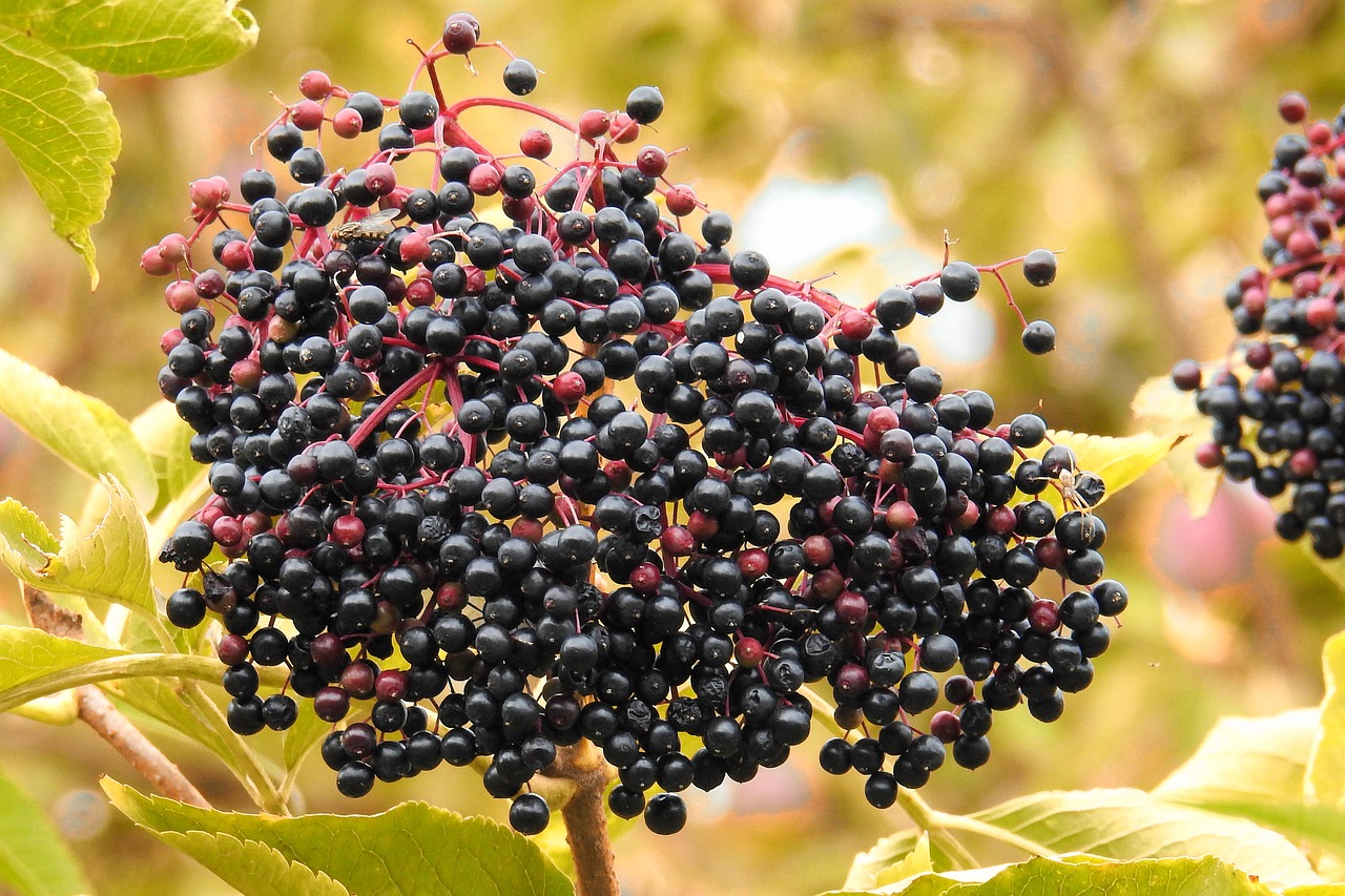 elderberries elder black elderberry free photo