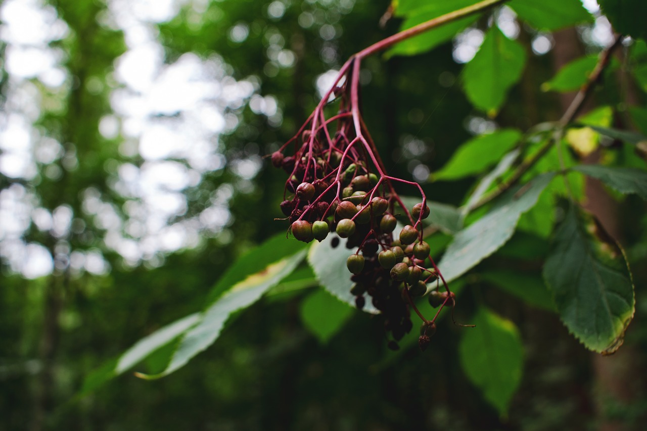 elderberries  green  elder free photo