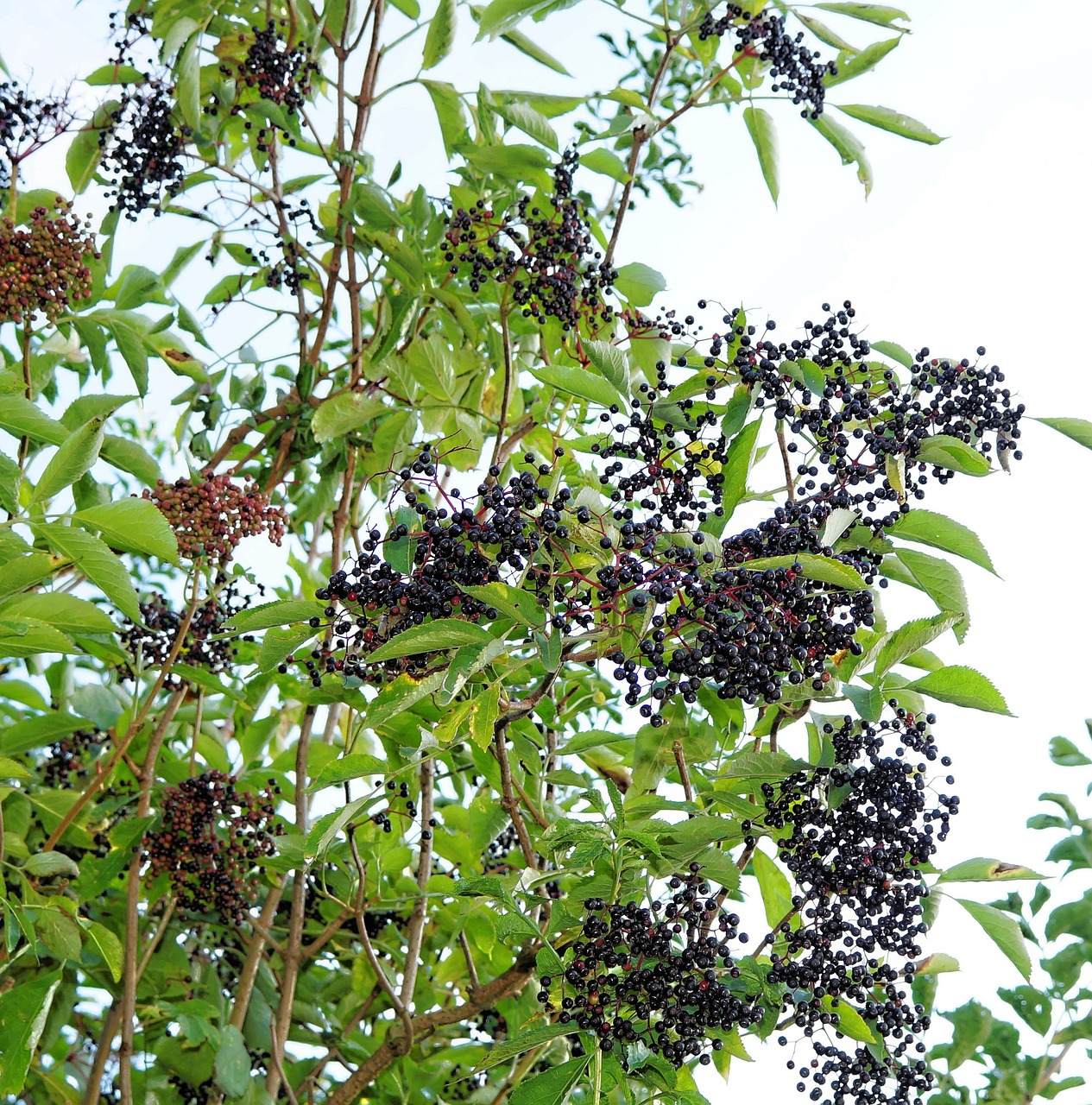 elderberries black elderberry lilac berries free photo