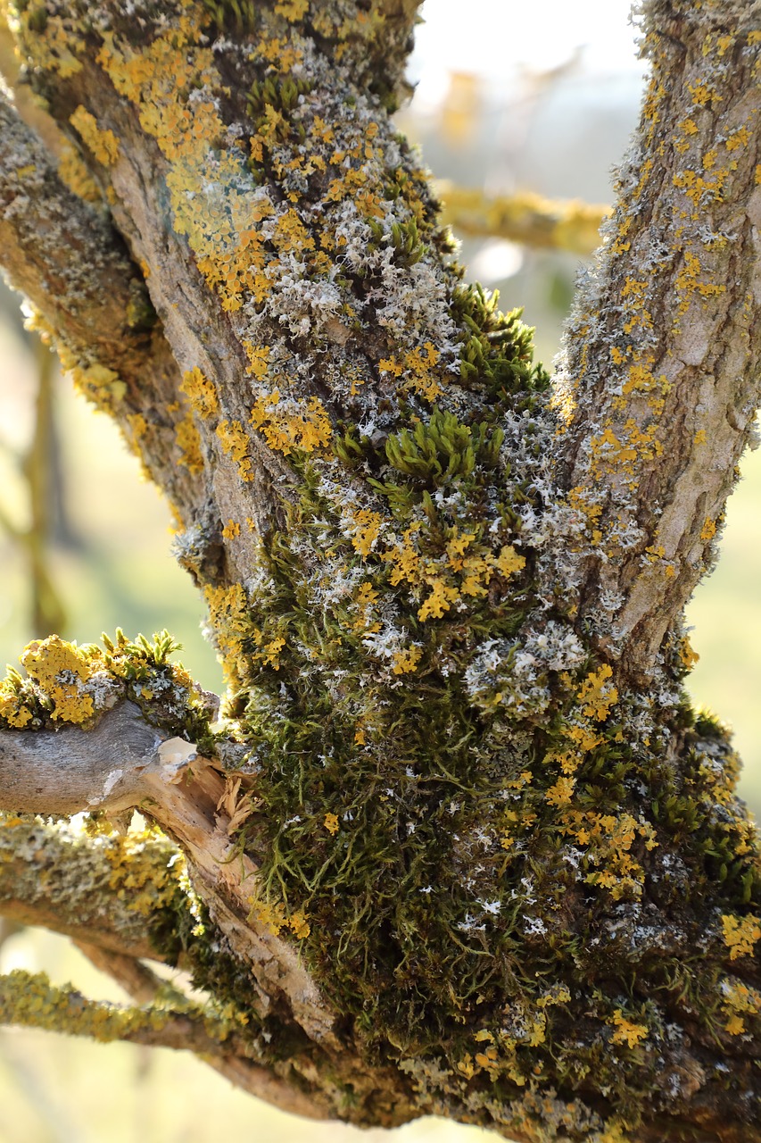 elderberry shrub trunk free photo