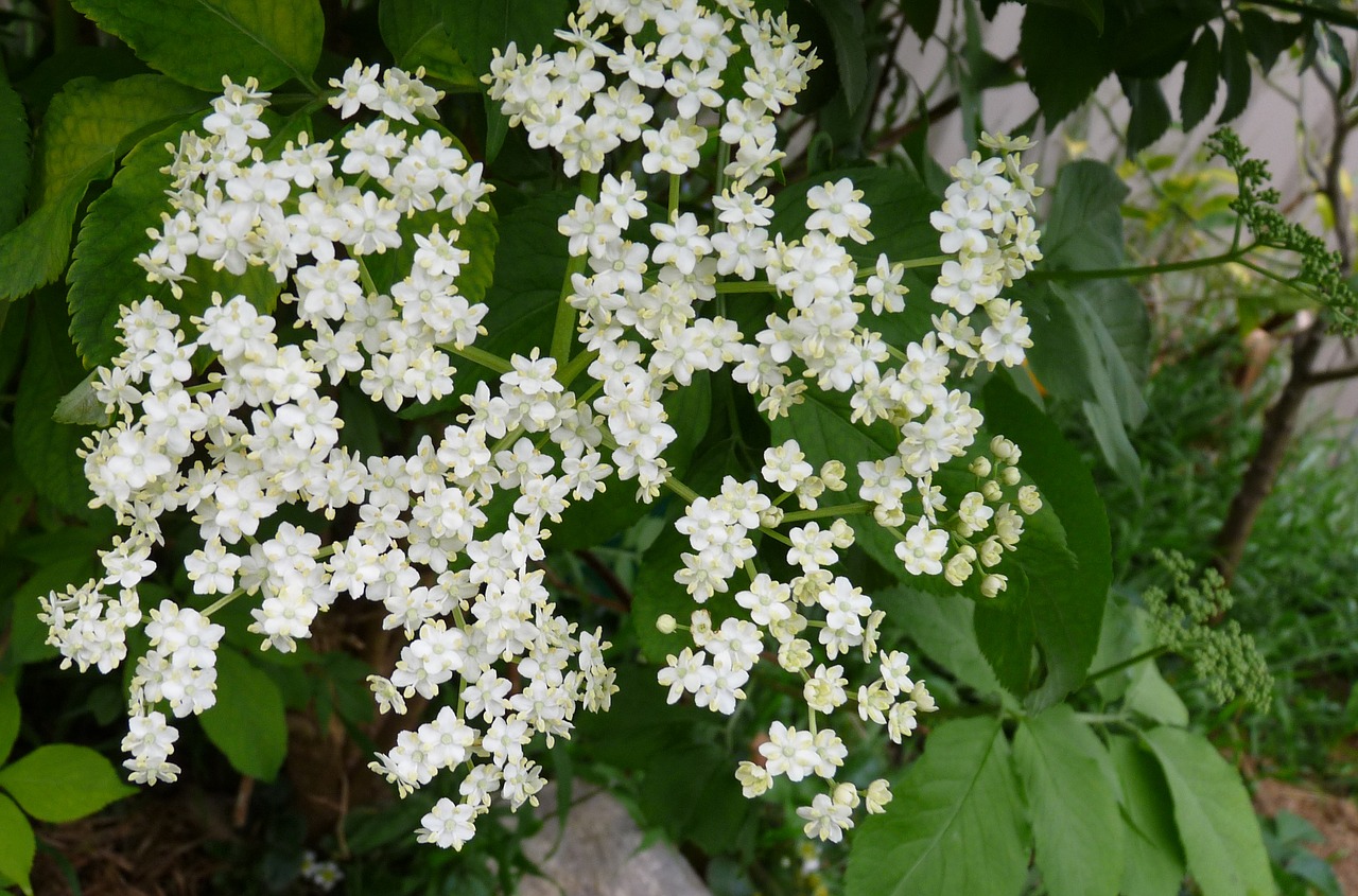 elderberry flower tree free photo