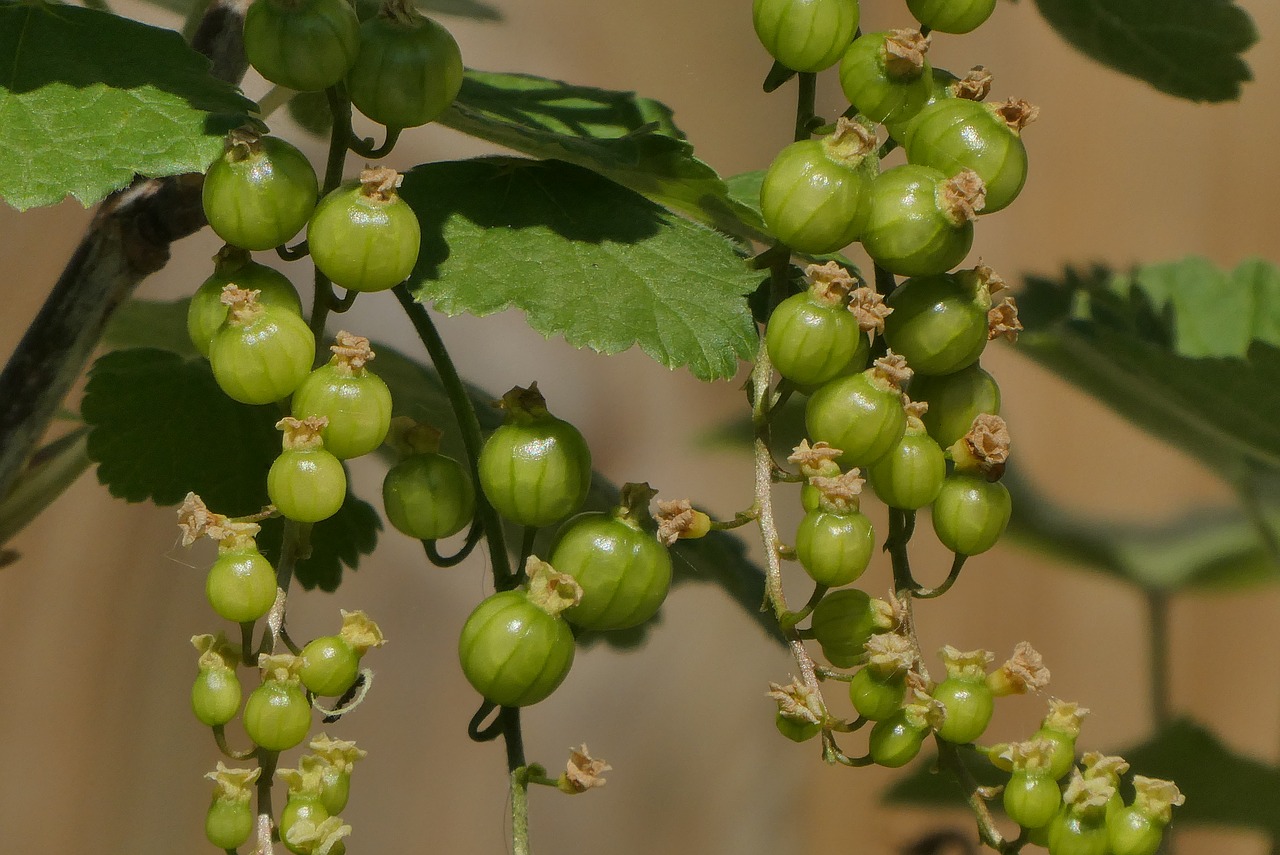 elderberry  garden  plant free photo