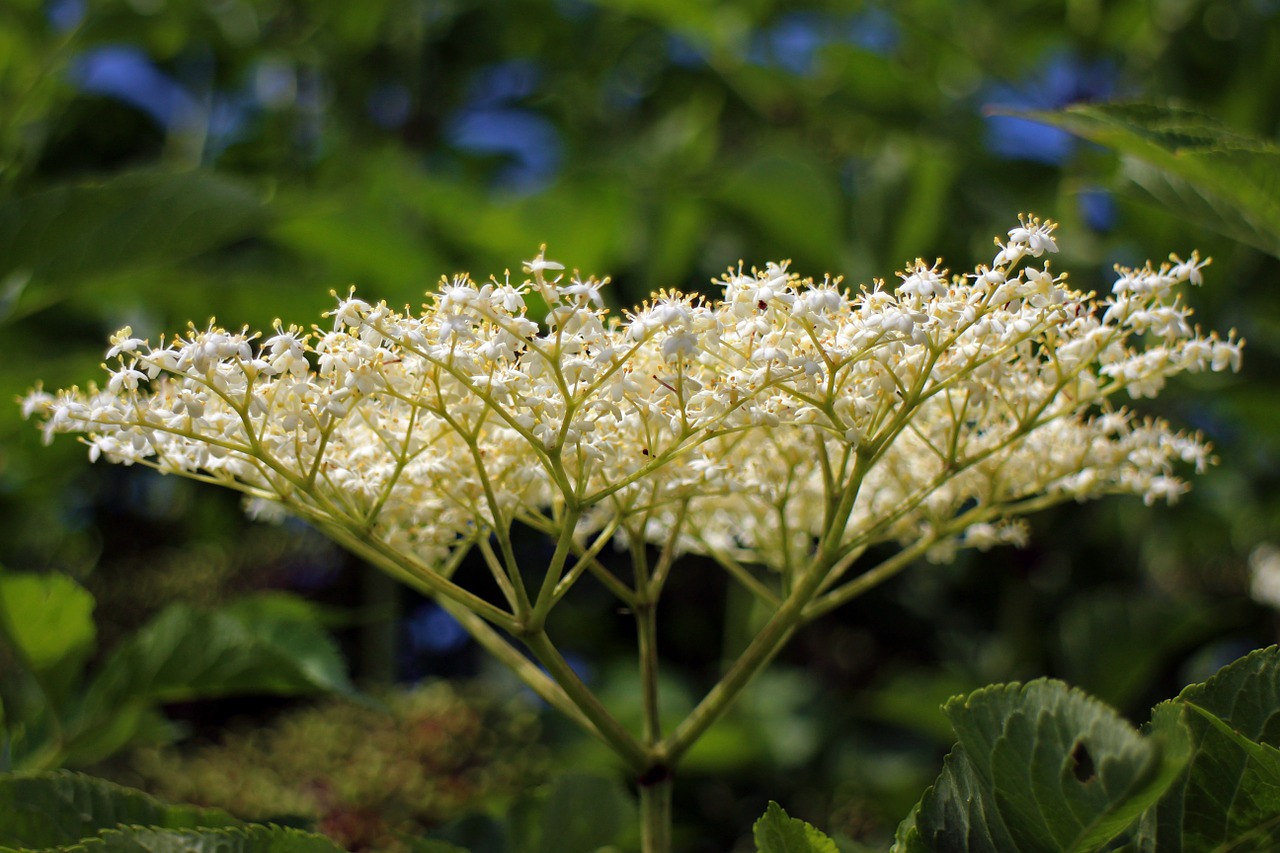 elderberry flower elder sambucus free photo