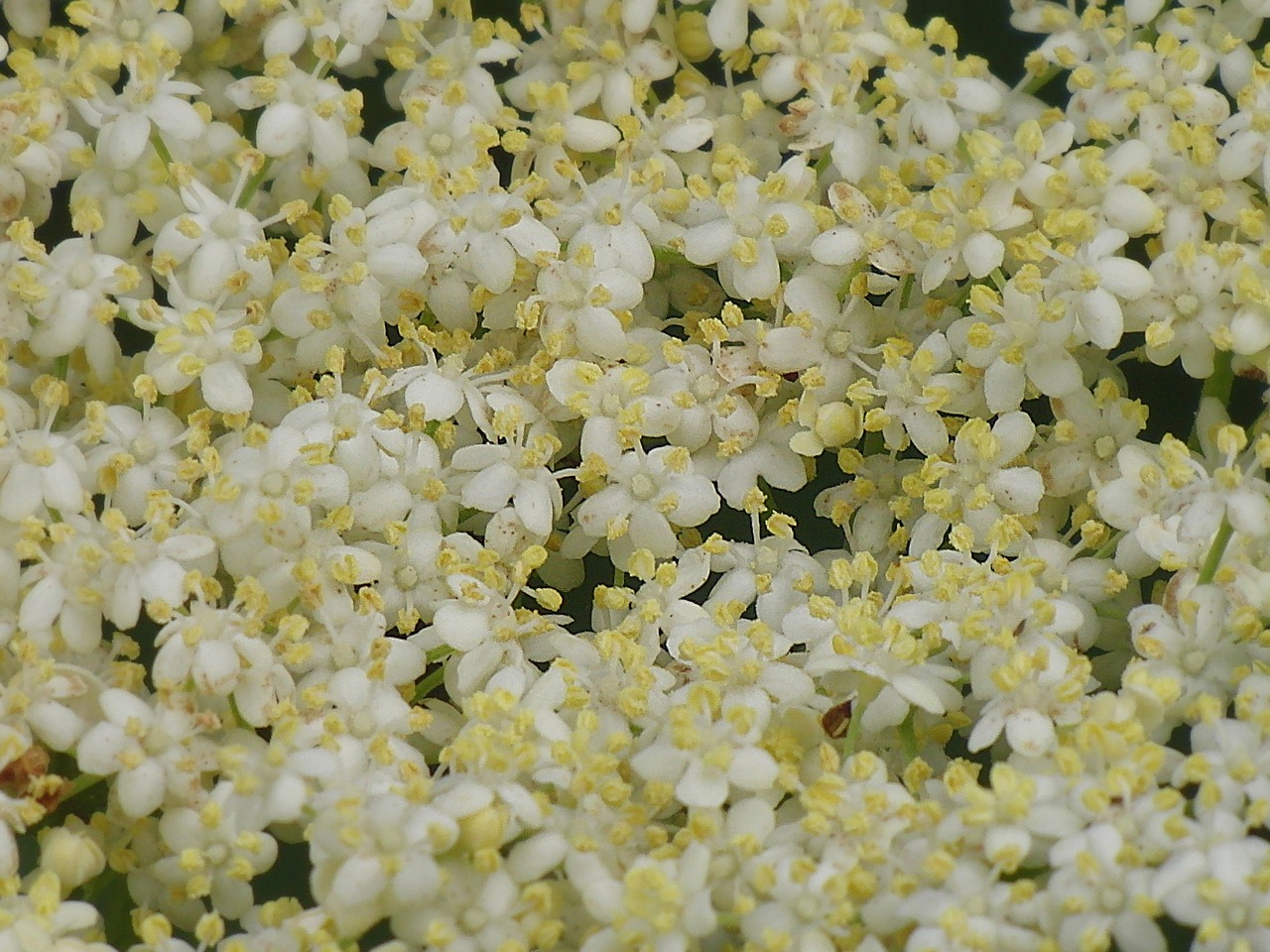 elderflower background blossom free photo