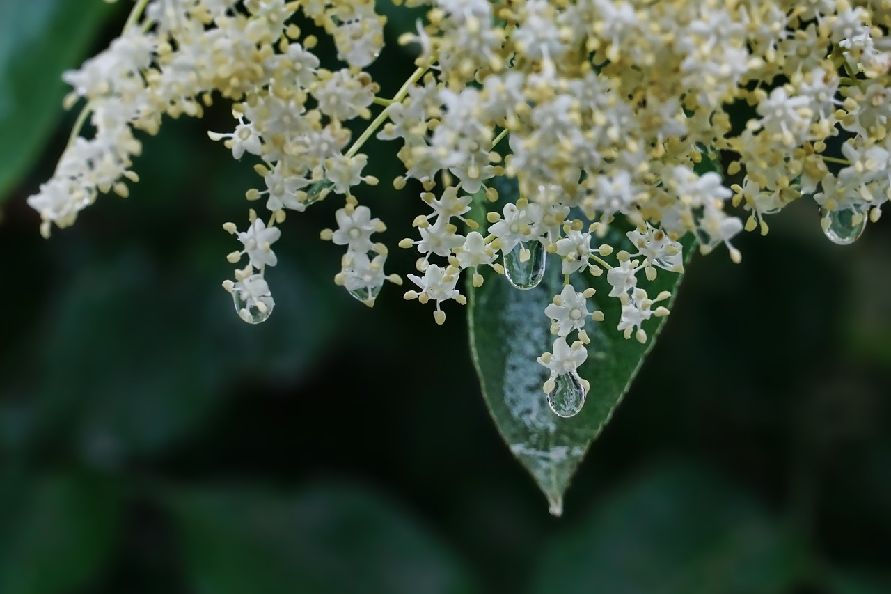 elderflower  spring  rain free photo