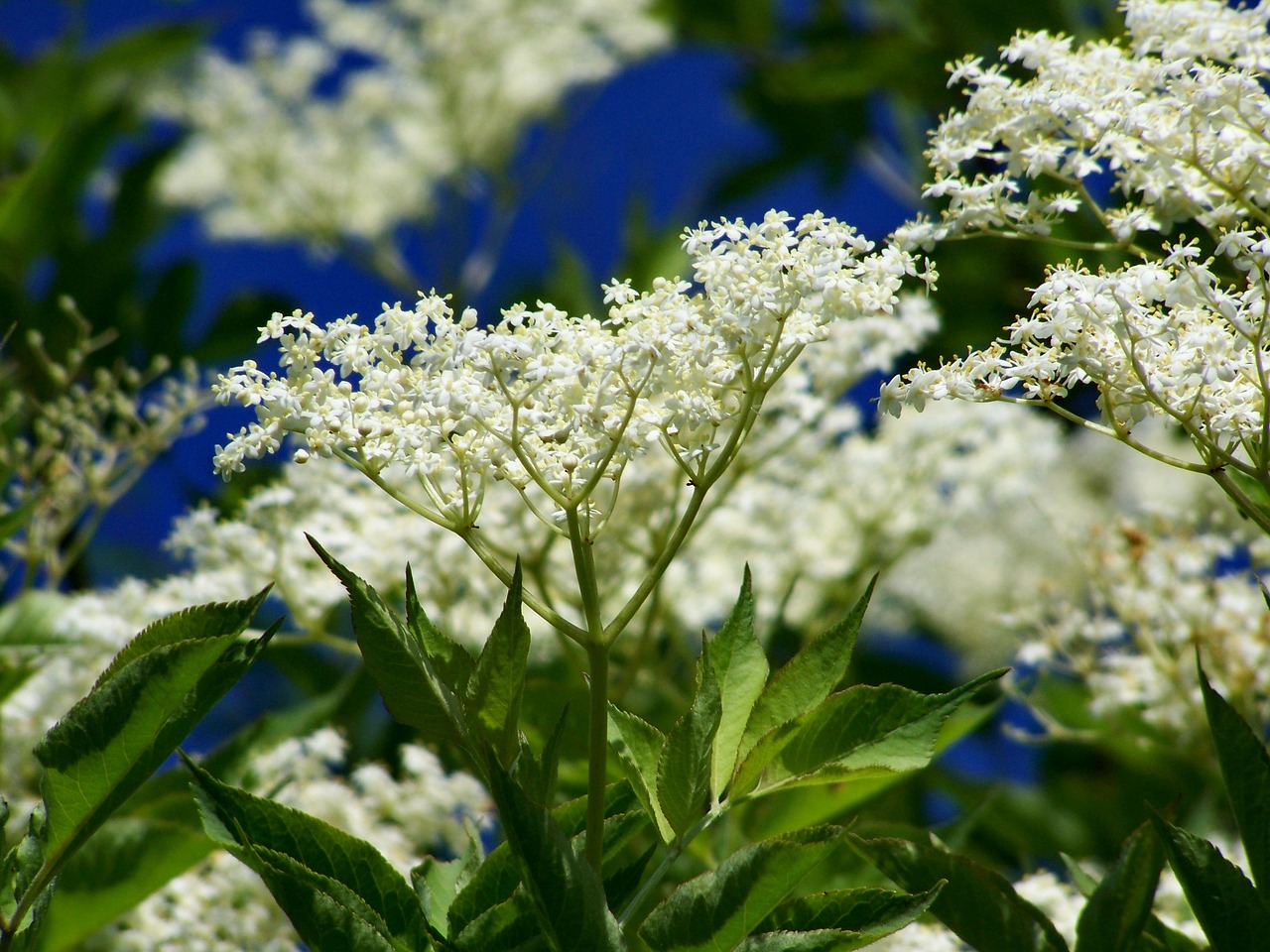 elderflower  white flower free pictures free photo