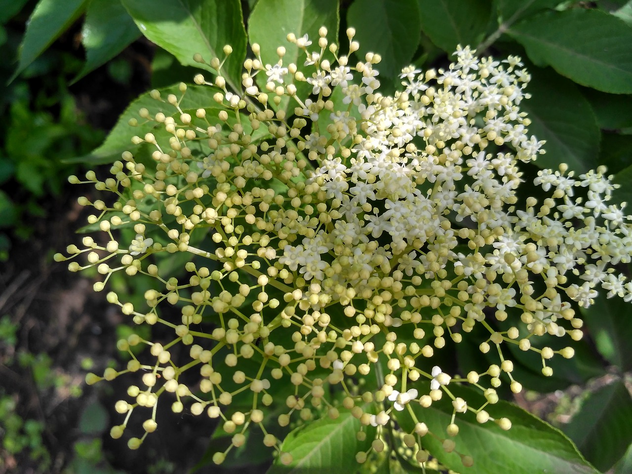 elderflower  flower  white free photo