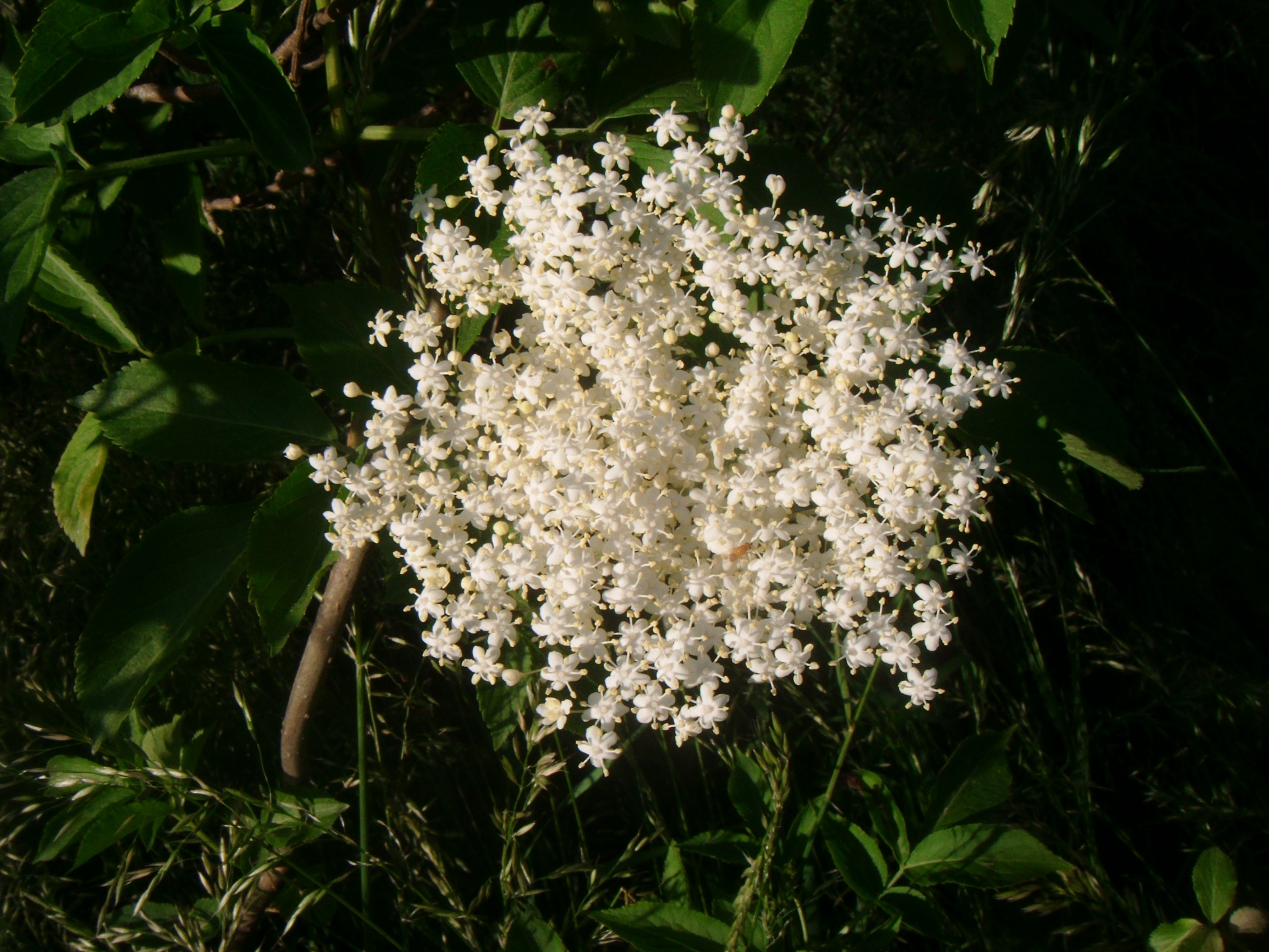 elderflower elderflowers sambucus free photo