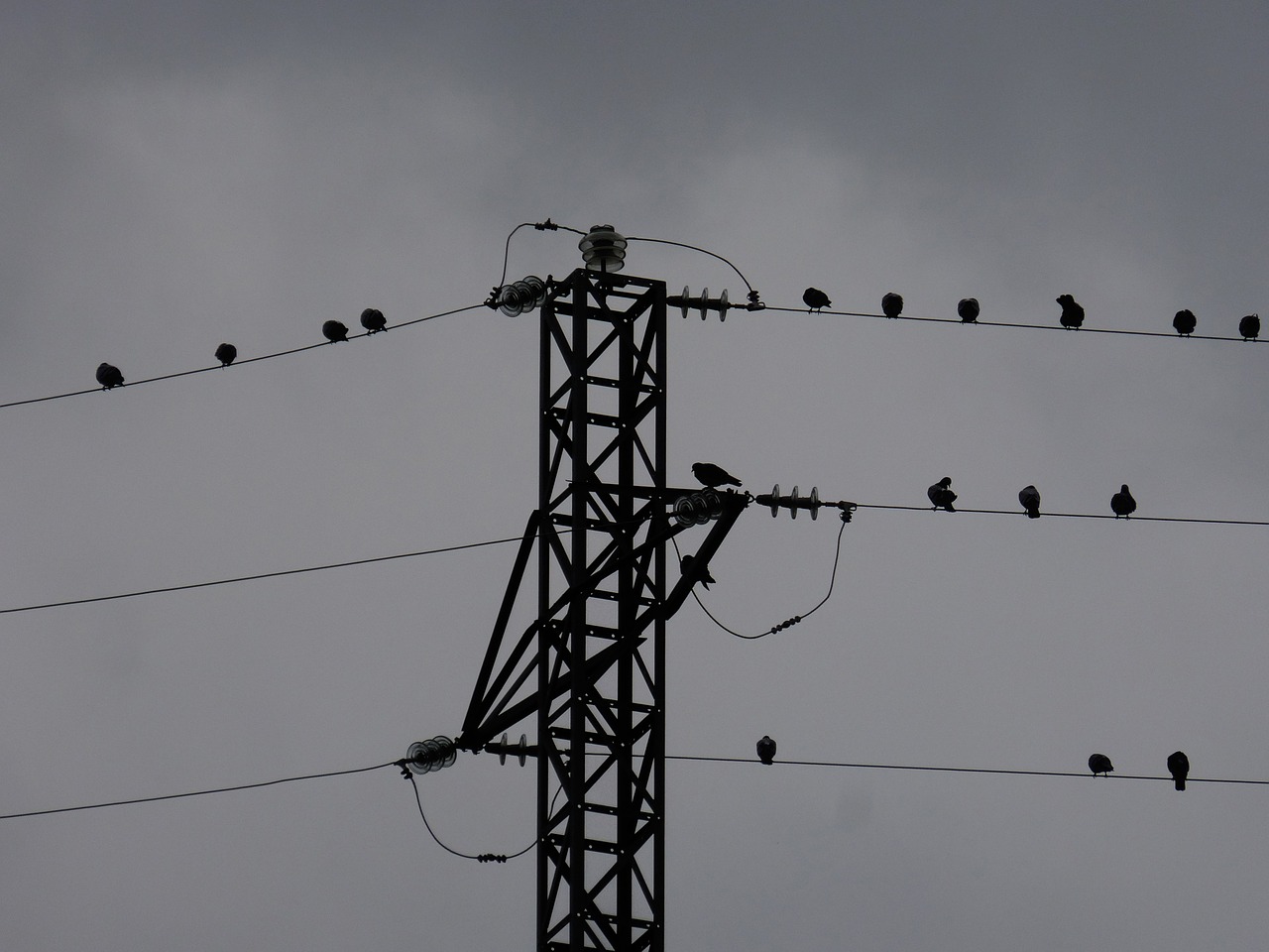 electric cables pigeons birds free photo