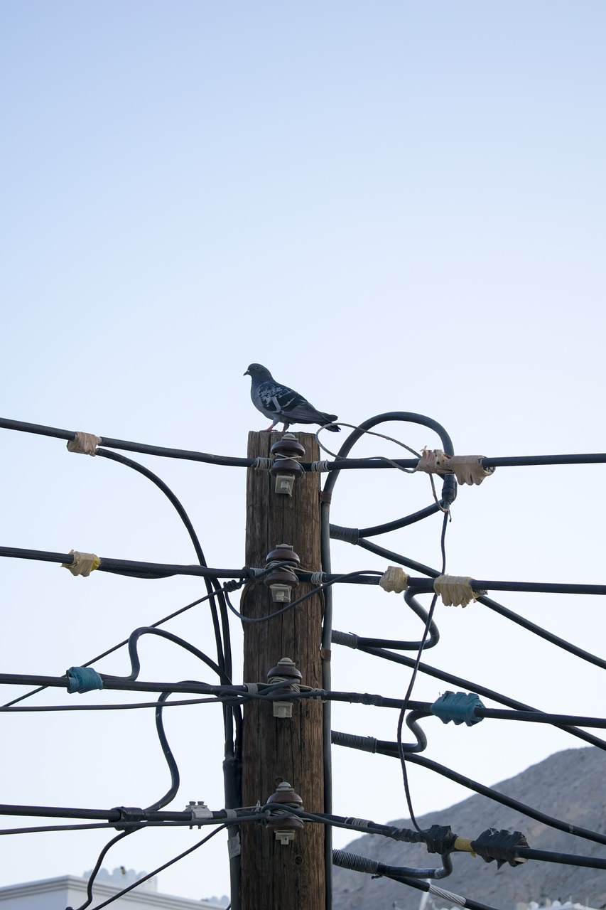 electric post  wooden post  pigeon free photo