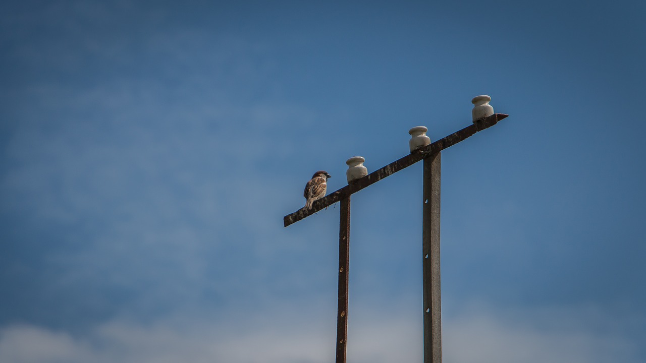 electrical sparrow bird free photo