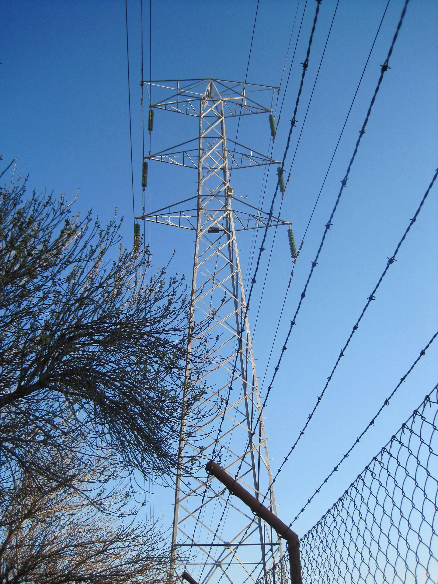 pylon tall tree free photo