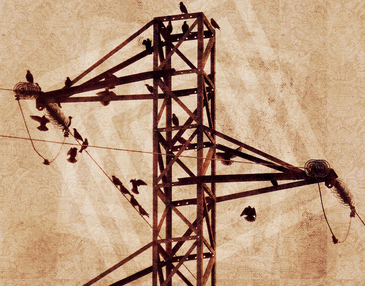 electrical tower birds cables free photo