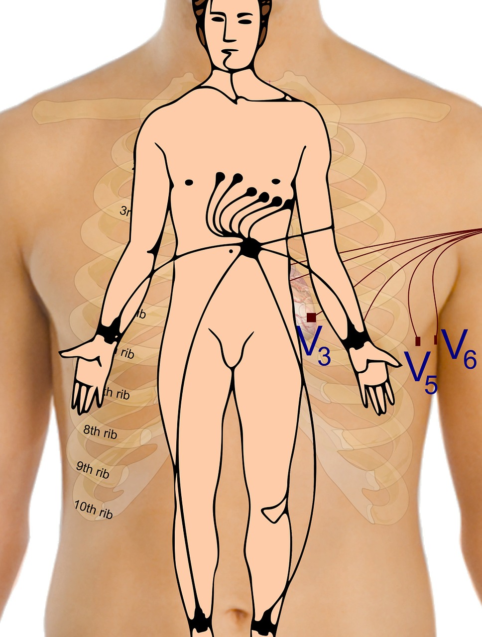 electrocardiogram body points free photo