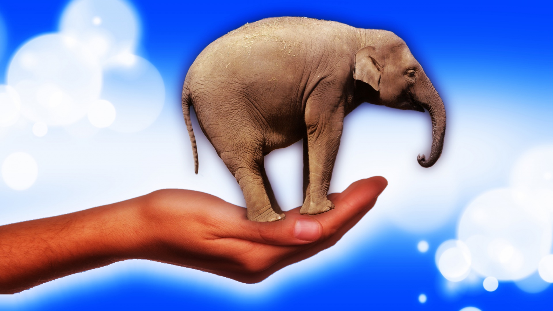 hand elephant give animal welfare free photo