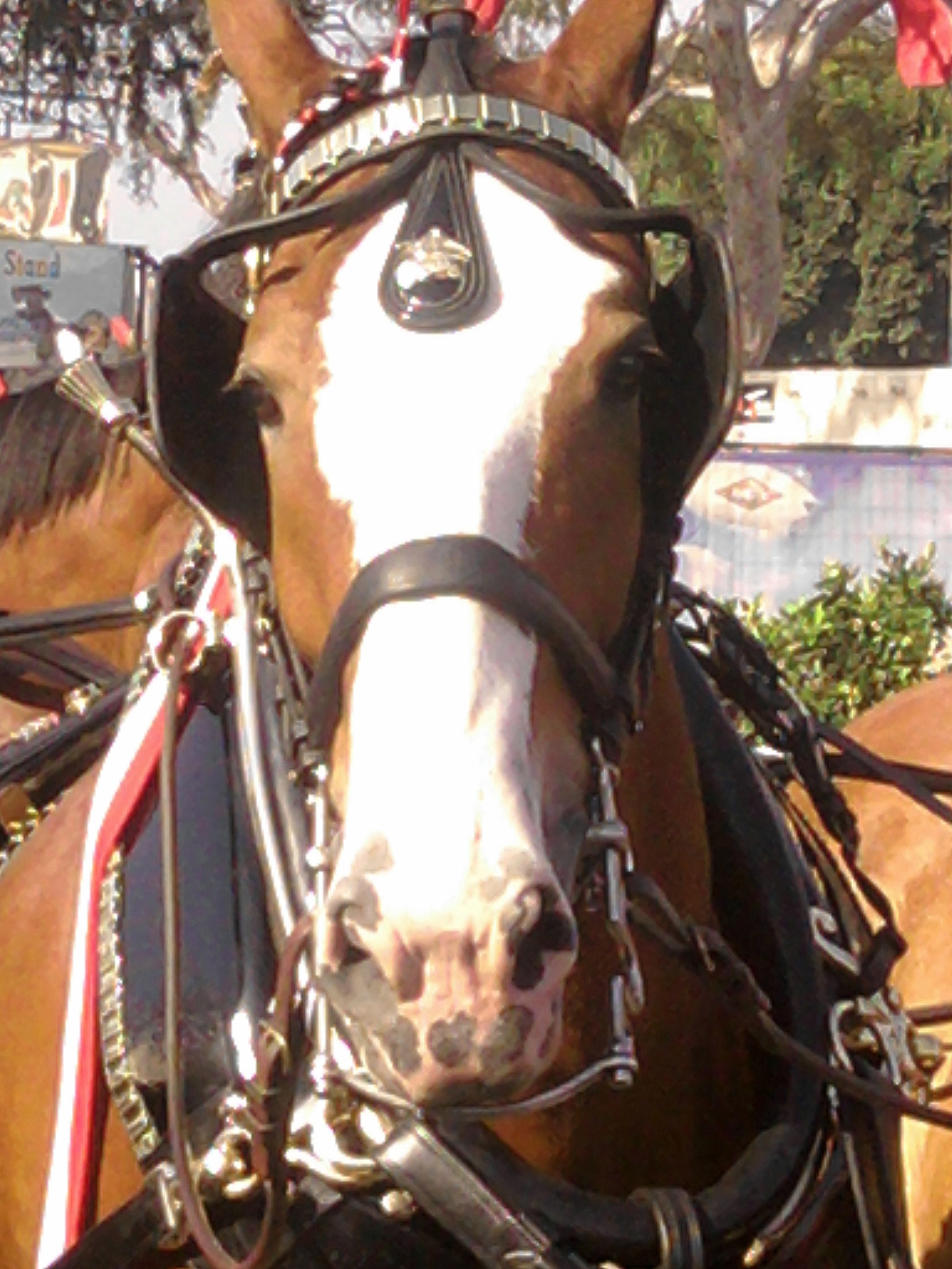 horse clydesdale budweiser free photo