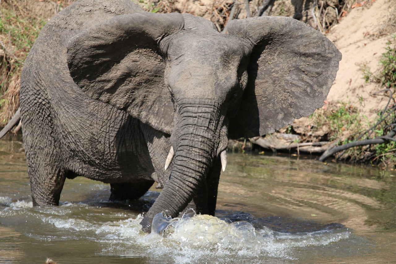elephan bathing animal free photo
