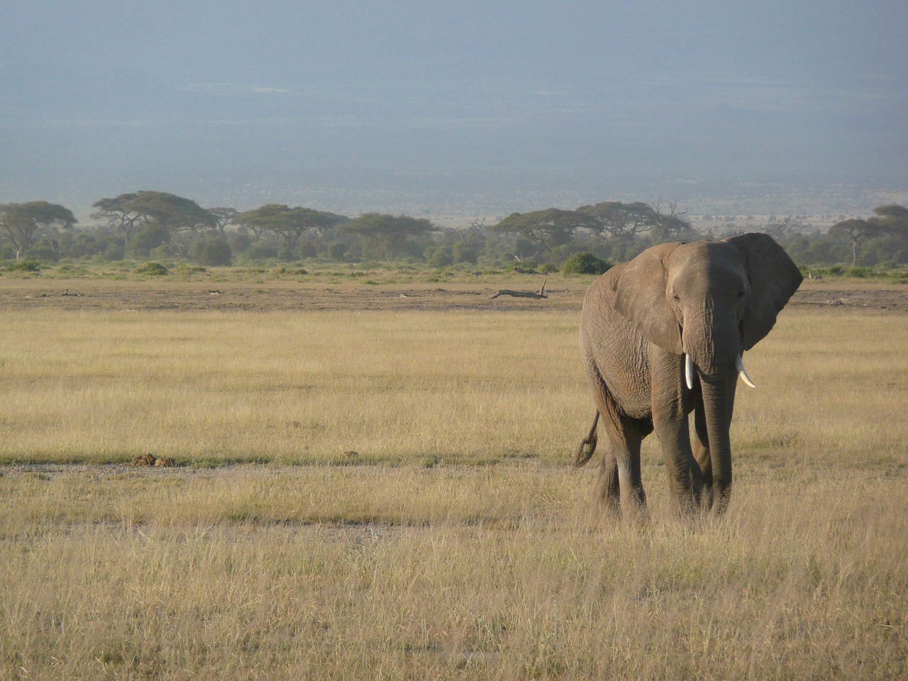 elephant kenya africa free photo