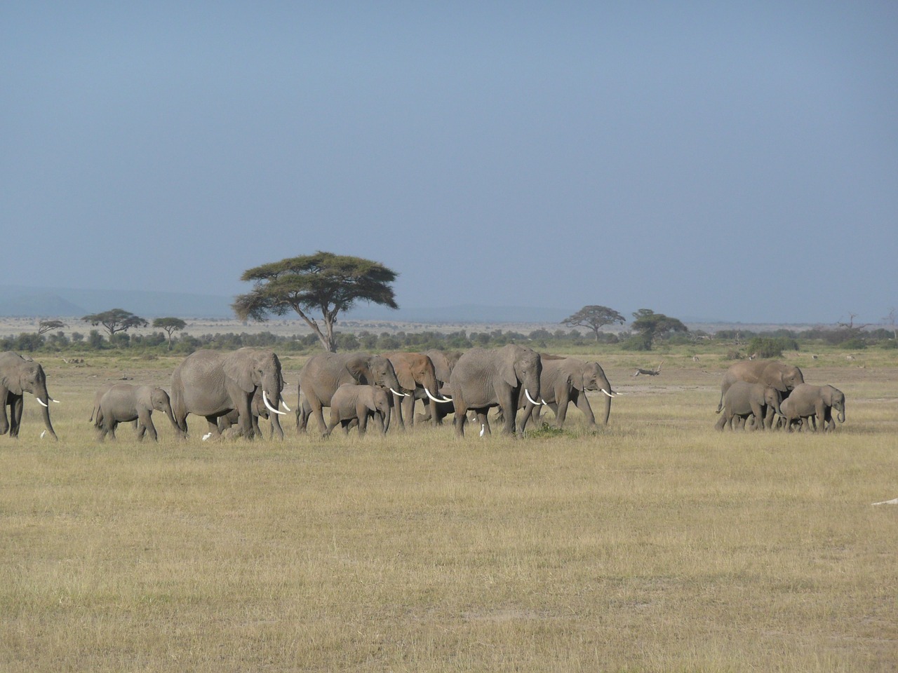 elephant kenya wild free photo